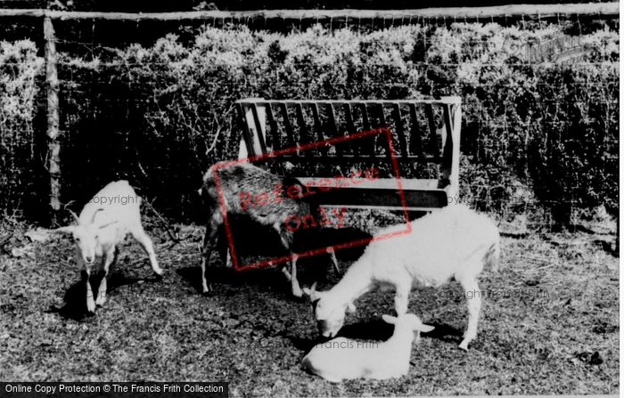 Photo of Colwyn Bay, The Welsh Mountain Zoo, Goats c.1963