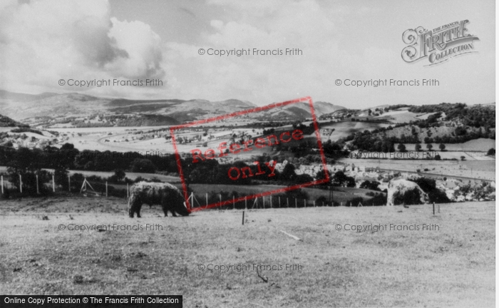 Photo of Colwyn Bay, The Welsh Mountain Zoo, Highland Cattle c.1963