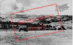 The Welsh Mountain Zoo, Highland Cattle c.1963, Colwyn Bay