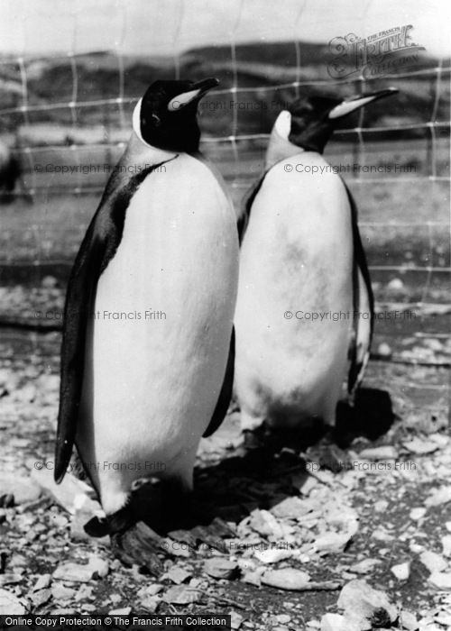 Photo of Colwyn Bay, The Welsh Mountain Zoo, King Penguins c.1963