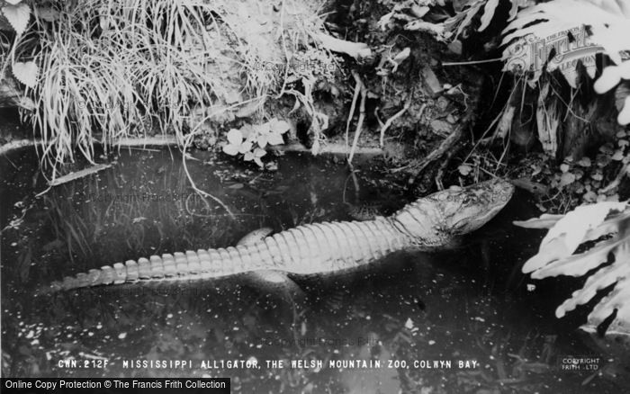 Photo of Colwyn Bay, The Welsh Mountain Zoo, Mississippi Alligator c.1963