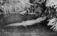The Welsh Mountain Zoo, Mississippi Alligator c.1963, Colwyn Bay