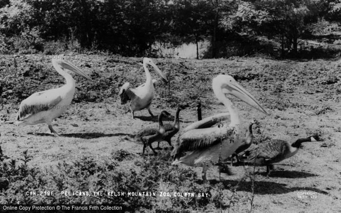 Photo of Colwyn Bay, The Welsh Mountain Zoo, Pelicans c.1963