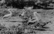 The Welsh Mountain Zoo, Pelicans c.1963, Colwyn Bay