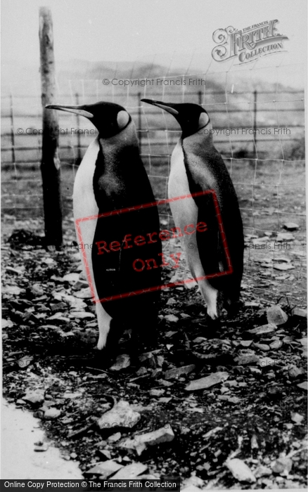 Photo of Colwyn Bay, The Welsh Mountain Zoo, Penguins c.1963