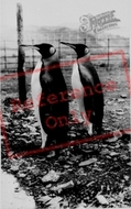 The Welsh Mountain Zoo, Penguins c.1963, Colwyn Bay