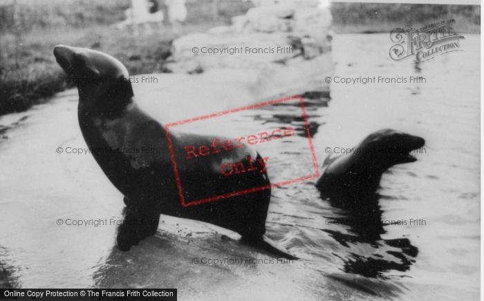 Photo of Colwyn Bay, The Welsh Mountain Zoo, Seal c.1963