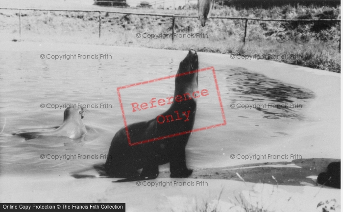 Photo of Colwyn Bay, The Welsh Mountain Zoo, Seals c.1963