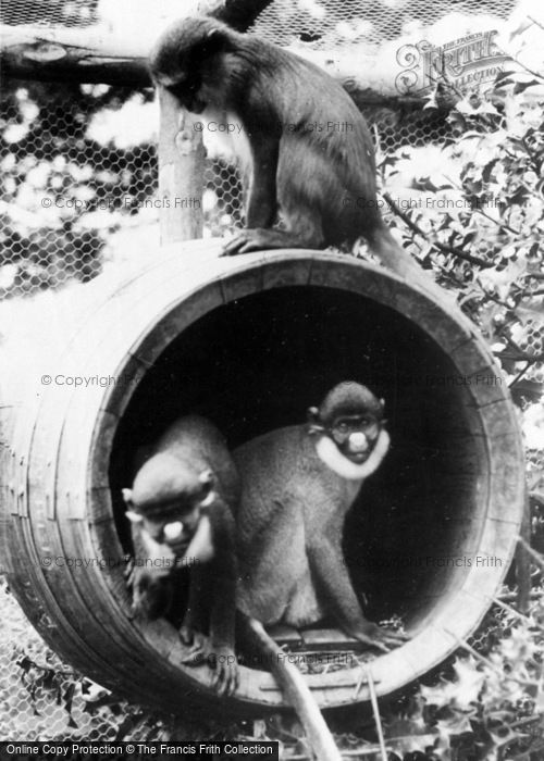 Photo of Colwyn Bay, Welsh Mountain Zoo, Mona And Spot Nosed Monkeys c.1963