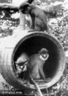 Welsh Mountain Zoo, Mona And Spot Nosed Monkeys c.1963, Colwyn Bay