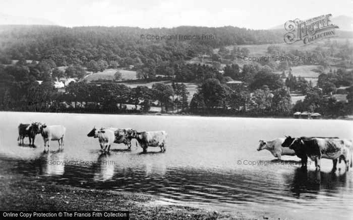 Photo of Coniston, Cattle At Head Of Lake c.1910