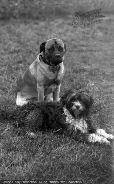 Photo of Conwy, Bruce And Rags, Hadley Home 1936
