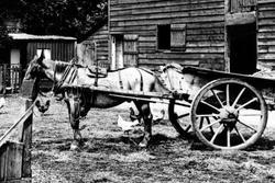 The Cart Horse, Ovey's Farm 1914, Cookham