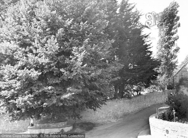 Photo of Cossington, The Big Tree c.1955