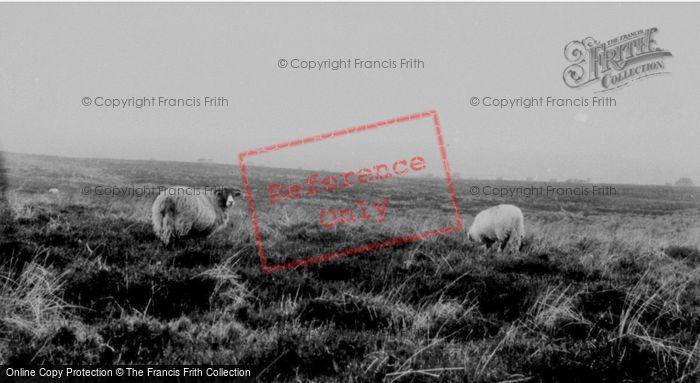 Photo of Cotherstone, Sheep On The Moors c.1960