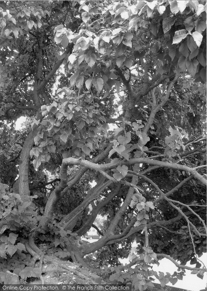 Photo of Coventry, The Old Mulberry Tree 2004