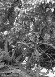 The Old Mulberry Tree 2004, Coventry
