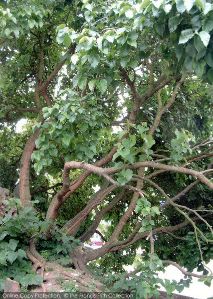 Photo of Coventry, The Old Mulberry Tree 2004