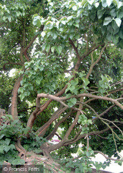 The Old Mulberry Tree 2004, Coventry