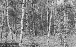 Silver Birches c.1955, Cranage