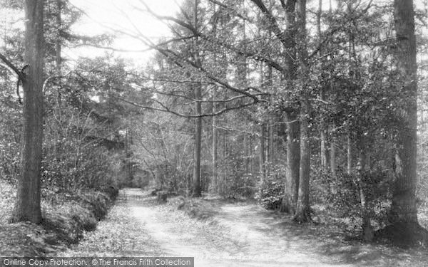 Photo of Cranbrook, Angley Woods 1901