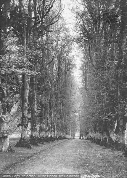 Photo of Cranbrook, Avenue At Moated House 1903
