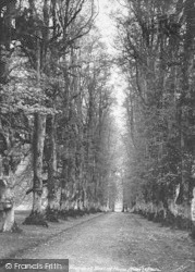 Avenue At Moated House 1903, Cranbrook