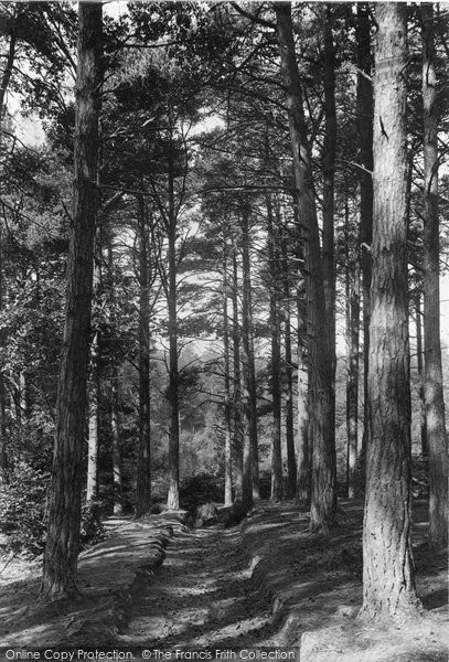 Photo of Cranbrook, Glassenbury Woods 1906