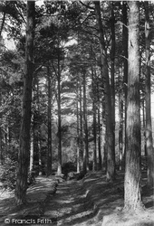 Glassenbury Woods 1906, Cranbrook