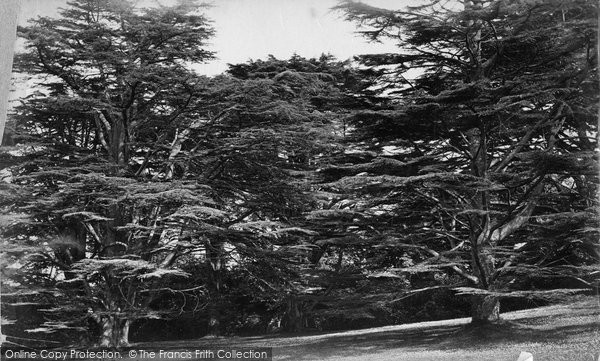 Photo of Cremyll, Mount Edgcumbe, Cedars c.1873