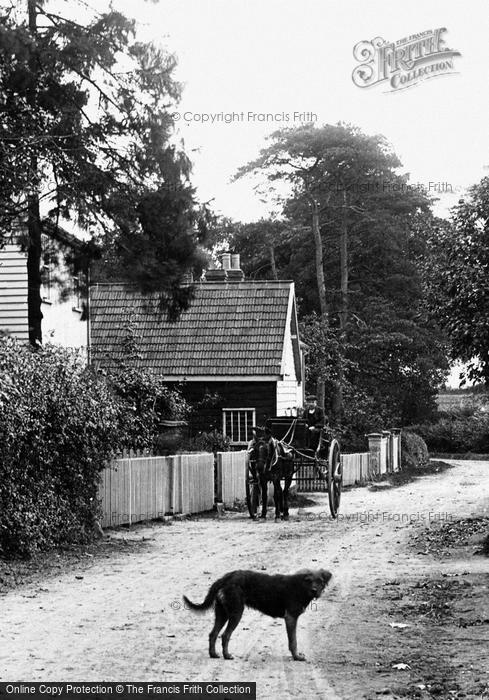 Photo of Cressing, A Horse Carriage And A Dog 1909