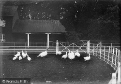 Crichel House, Poultry At White Farm 1904, Crichel Ho