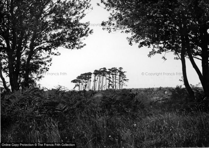 Photo of Crowborough, The Camel Clump c.1955