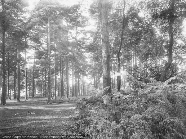 Photo of Crowthorne, Broadmoor Woods 1931