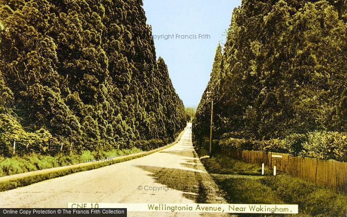 Photo of Crowthorne, Wellingtonia Avenue c.1955