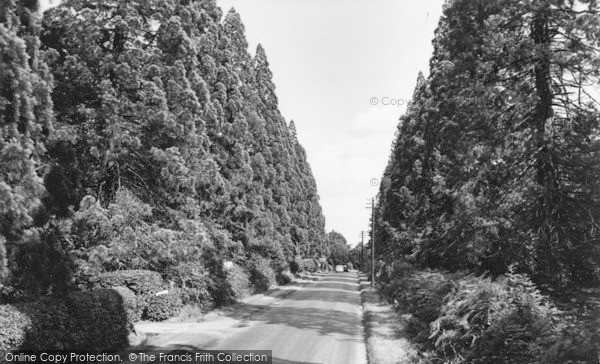 Photo of Crowthorne, Wellingtonia Avenue c.1965
