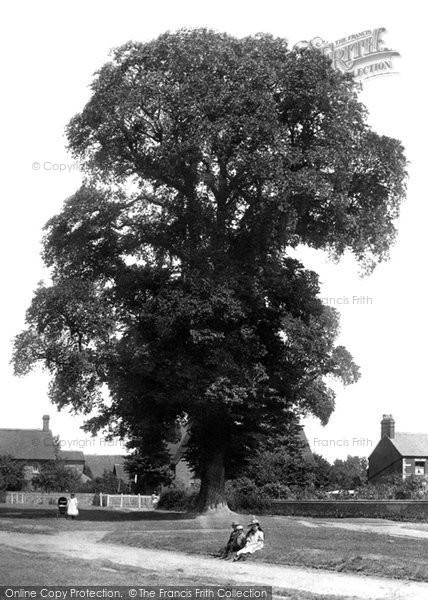 Photo of Croxley Green, The Old Tree 1897