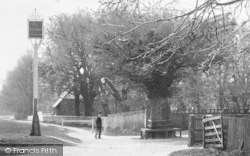 The Old Tree 1903, Croxley Green