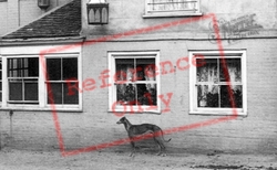A Hound By The Griffin Hotel 1903, Danbury