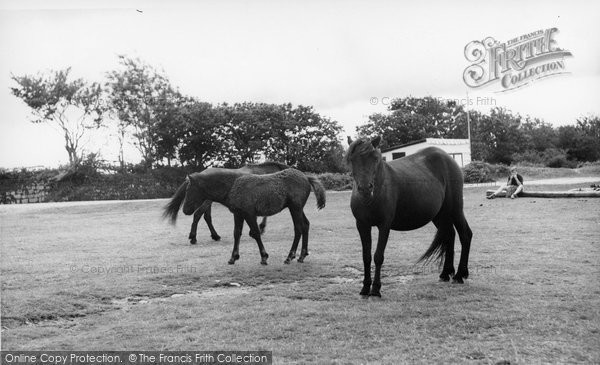 Photo of Dartmeet, Dartmoor Ponies c.1960
