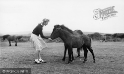 Dartmoor Ponies c.1960, Dartmeet