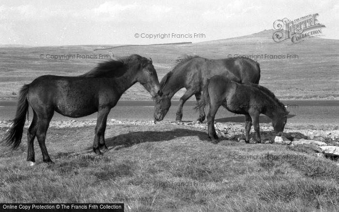 Photo of Dartmoor, Dartmoor Ponies 1959