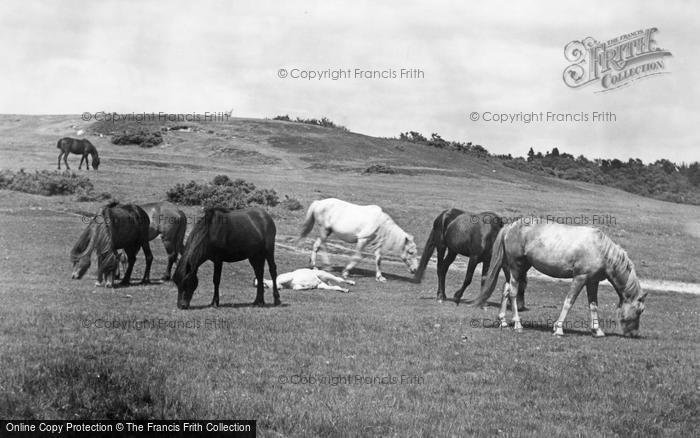 Photo of Dartmoor, Dartmoor Ponies c.1960