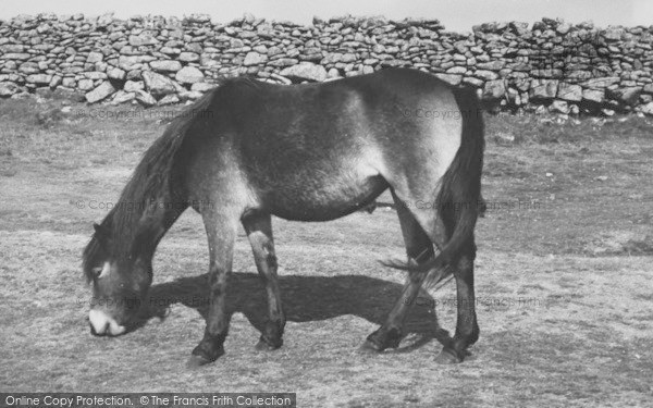 Photo of Dartmoor, Dartmoor Ponies c.1960