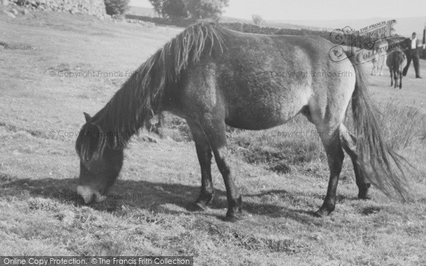 Photo of Dartmoor, Dartmoor Ponies c.1960