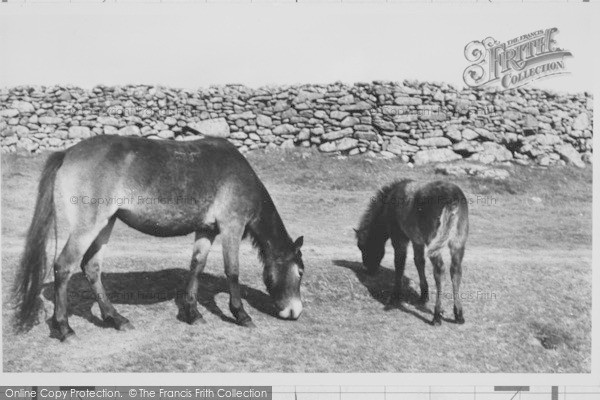 Photo of Dartmoor, Dartmoor Ponies c.1960