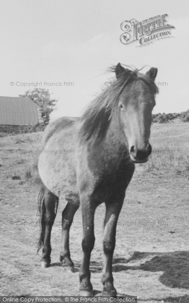 Photo of Dartmoor, Dartmoor Ponies c.1960