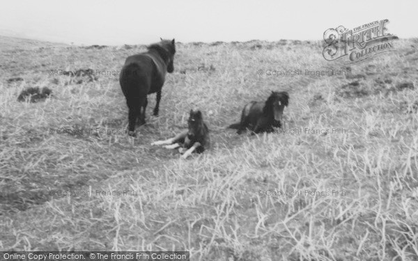 Photo of Dartmoor, Dartmoor Ponies c.1960