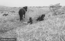 Dartmoor Ponies c.1960, Dartmoor