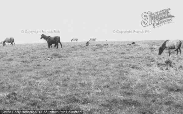 Photo of Dartmoor, Dartmoor Ponies c.1960